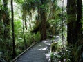 Tane Mahuta Walk, New Zealand