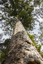 Kauri Protected Tree In New Zealand