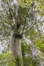 Kauri protected tree in New Zealand Royalty Free Stock Photo
