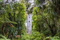 Kauri protected tree in New Zealand Royalty Free Stock Photo