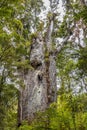 Kauri protected tree in New Zealand Royalty Free Stock Photo