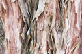 Kauri Tree Bark