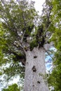 Kauri Tree In A Forest In New Zealand
