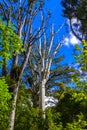 Kauri tree in a forest in New Zealand
