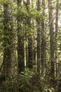 Kauri Tree Grove Royalty Free Stock Photo