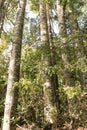 Kauri Tree Grove Royalty Free Stock Photo
