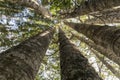 Kauri Tree Grove Royalty Free Stock Photo