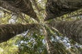 Kauri Tree Grove Royalty Free Stock Photo
