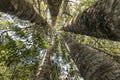 Kauri Tree Grove Royalty Free Stock Photo