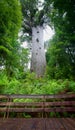 Kauri Tree In New Zealand. Amazing Huge Tree.