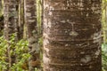 Kauri Tree Trunk In Rainforest In New Zealand
