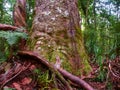 Kauri Tree Waipoua Forest