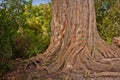 Kauri tree in Waipoua forest in New Zealand Royalty Free Stock Photo