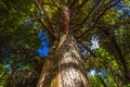 Kauri Trees At Piha Auckland New Zealand