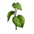 Kava isolated digital art illustration. Kava-kava pepper crop, green bitter leaves. awa or ava, yaqona sakau, seka and malok or