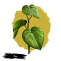 Kava isolated digital art illustration. Kava-kava pepper crop, green bitter leaves. awa or ava, yaqona sakau, seka and malok or