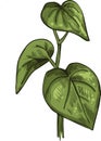 Kava isolated vector illustration. Kava-kava pepper crop, green bitter leaves. awa or ava, yaqona sakau, seka and malok or malogu