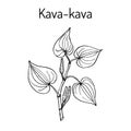 Kava-kava piper methysticum , medicinal plant