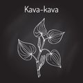 Kava-kava piper methysticum , medicinal plant