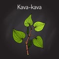 Kava-kava piper methysticum , medicinal plant Royalty Free Stock Photo