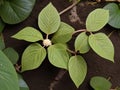 Kava Kava (Piper methysticum) in the garden