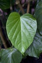 Kava leaf Royalty Free Stock Photo