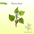 Kava-kava piper methysticum , medicinal plant