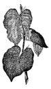 Kava or Piper methysticum, vintage engraving