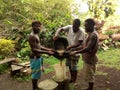 Kava, Root crops.The melanisian cultural heritage Royalty Free Stock Photo