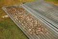 Kava root drying in Navala village, Viti Levu, Fiji Royalty Free Stock Photo