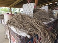 Kava Root Royalty Free Stock Photo