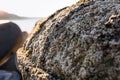 Kavarna, Bulgaria - September 2016: Sea buoy overgrown with algae and shells lying on the pier, illuminated by the morning sun Royalty Free Stock Photo