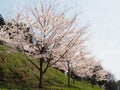 Kawaguchigo cherry blossom