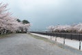 Sakura cherry blossom bloom in the park in cloudy day Royalty Free Stock Photo