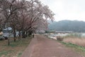 Sakura cherry blossom bloom in the park in cloudy day Royalty Free Stock Photo