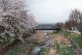 Sakura cherry blossom bloom in the park in cloudy day Royalty Free Stock Photo