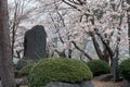 Sakura cherry blossom bloom in the park in cloudy day Royalty Free Stock Photo