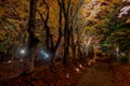 Kawaguchiko maple corridor light up festival