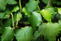 Kawakawa leaves and fruit