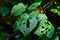 Kawakawa leaves pocked with holes caused by the looper caterpillar Cleora scriptaria