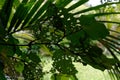 A kawakawa viewed from the back, some of its leaves have been eaten by the kawakawa caterpillar