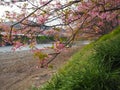 Kawazu Cherry Blossom, River side - Image