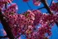 Kawazu cherry blossoms in full bloom at the park close up handheld