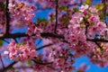 Kawazu cherry blossoms in full bloom at the park close up handheld