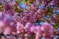 Kawazu cherry blossoms in full bloom at the park close up handheld