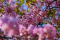 Kawazu cherry blossoms in full bloom at the park close up handheld