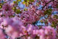 Kawazu cherry blossoms in full bloom at the park close up handheld