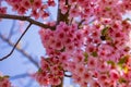 Kawazu cherry blossoms in full bloom at the park close up handheld