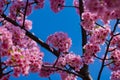 Kawazu cherry blossoms in full bloom at the park close up handheld