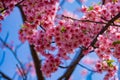 Kawazu cherry blossoms in full bloom at the park close up handheld